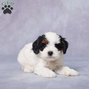 Toby, Cavapoo Puppy